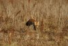 Renards